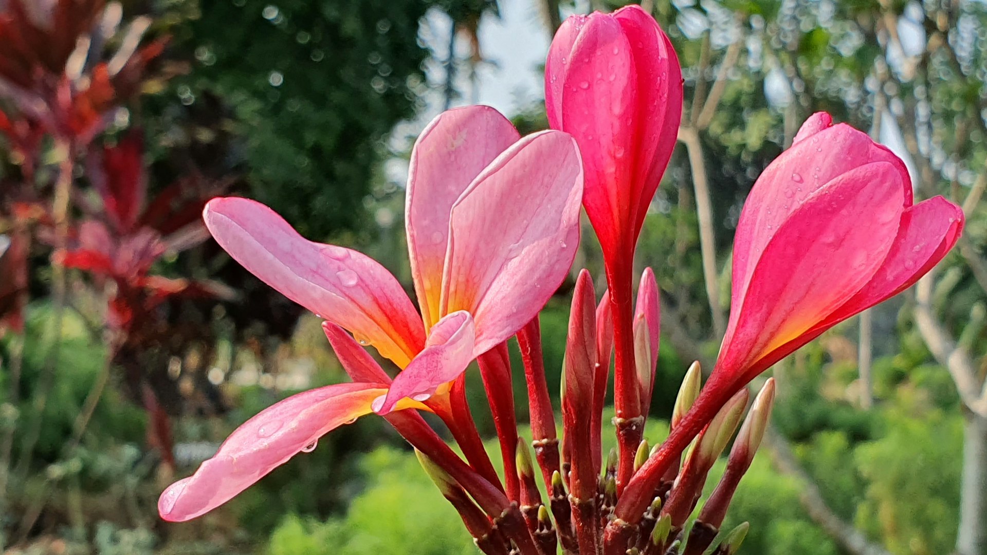 Soft Floral Background