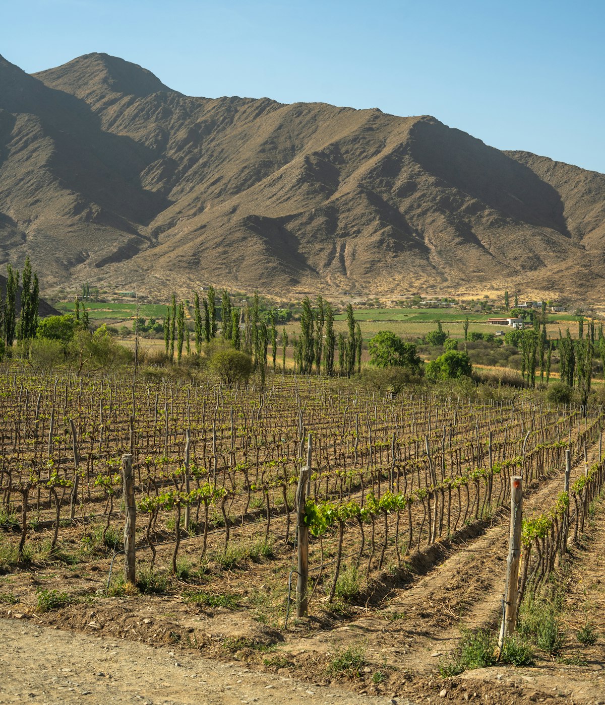 Wine resort en Argentina