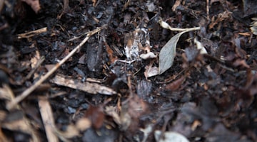 Compost y reciclaje orgánico