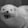 Ferret mark