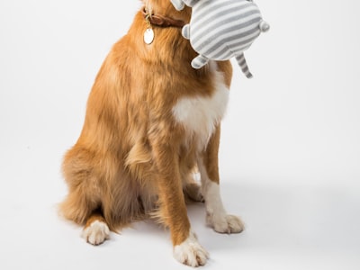 Dog repeller available for private label