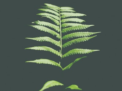 Environmental Management Certification