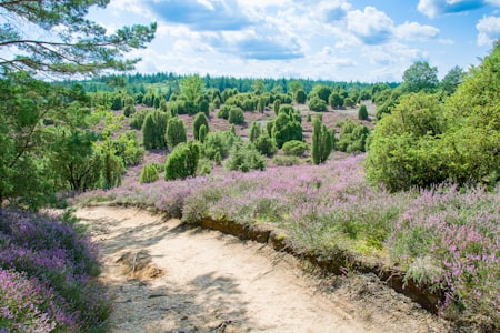 Routes à travers les lavandes en Provence, lumière dorée