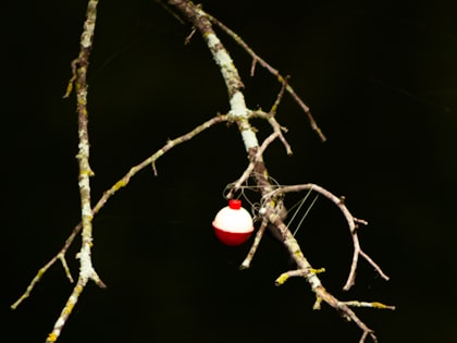 Illuminated swinger drop indicator for fishing