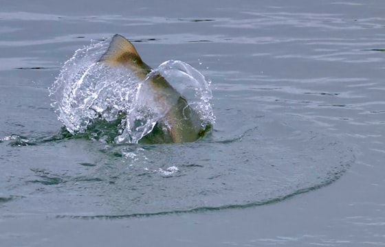 Premium carp boilies