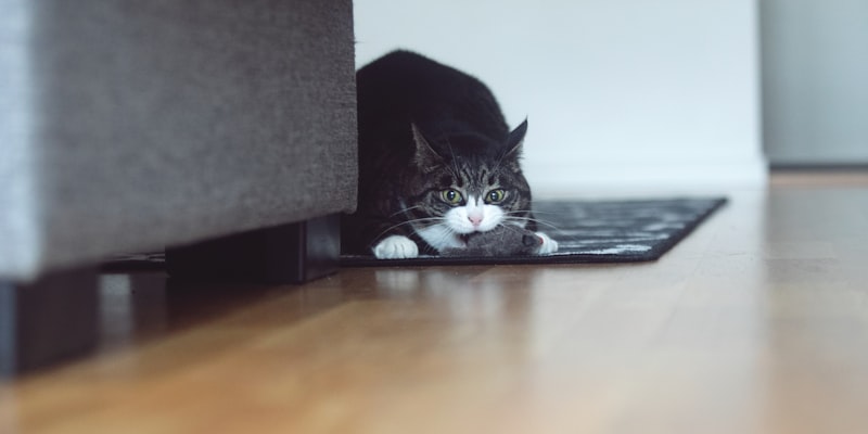 Support illustration