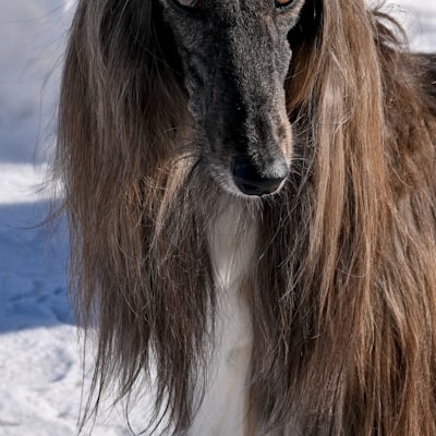 Straight bob wig with full front bangs