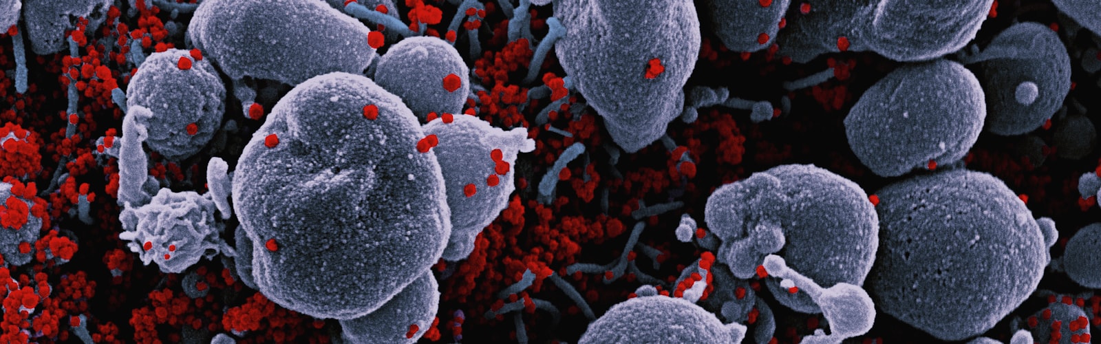 Microbiology themed visual