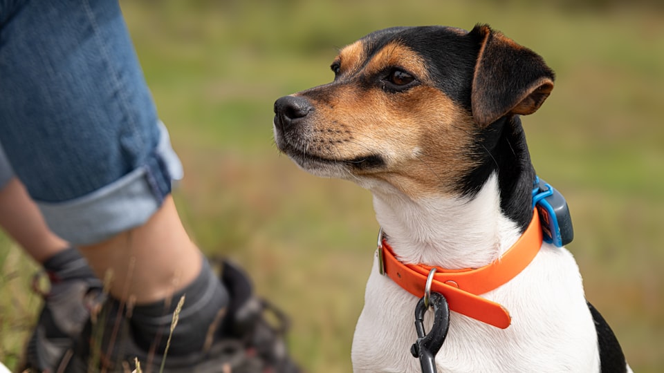 Placeholder: BLE asset tracking