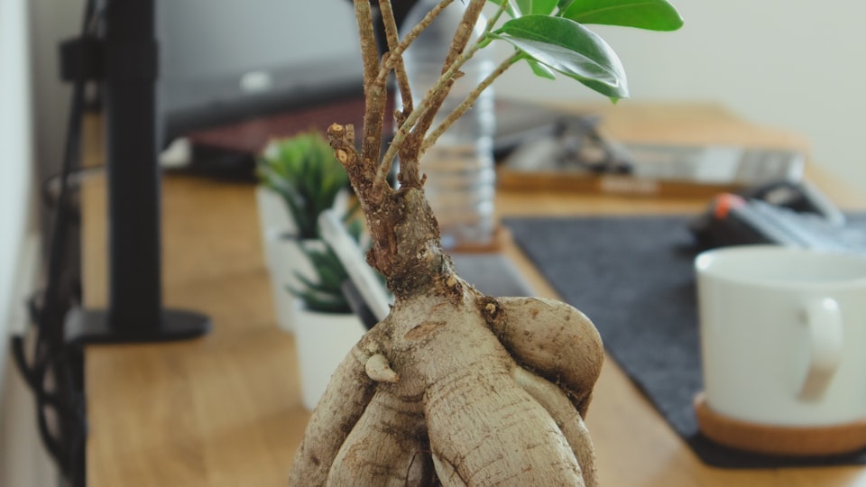 Placeholder: plant monitoring dashboard