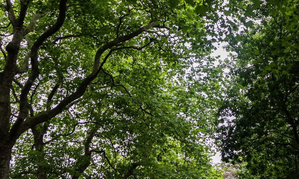 Paisajes verdes y personas reciclando