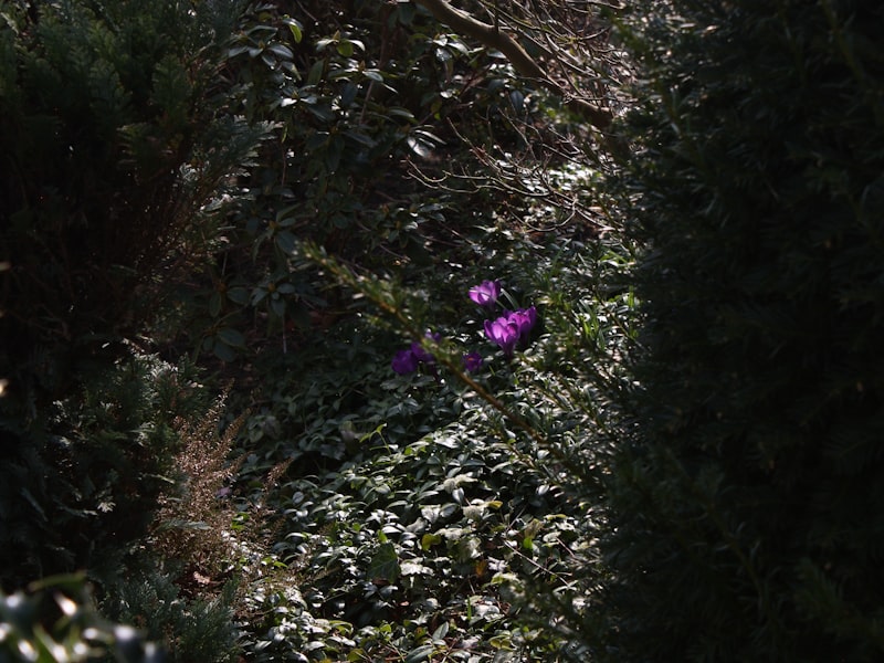 Lavender Fields pastel artwork