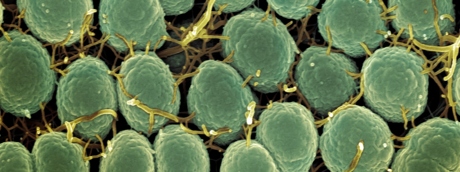 Scientific micrograph background