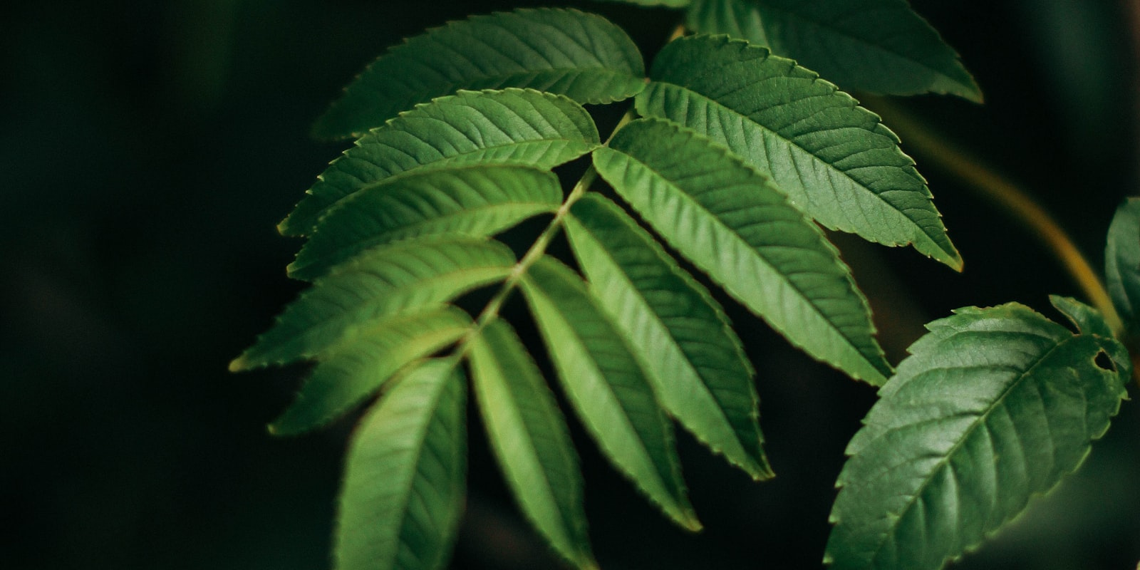 Botanical background